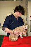 SCOTTISH FOLD - AUSCULTATION 052